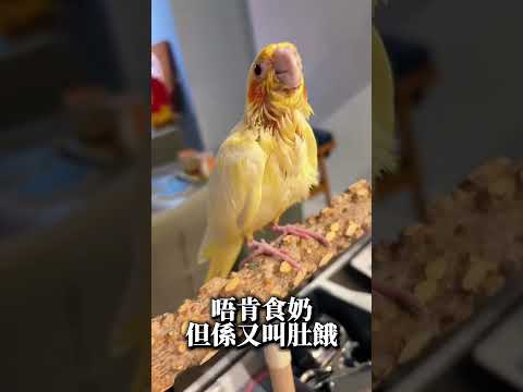 戒奶期間真係令人好頭痛 #mangohk #malaysia