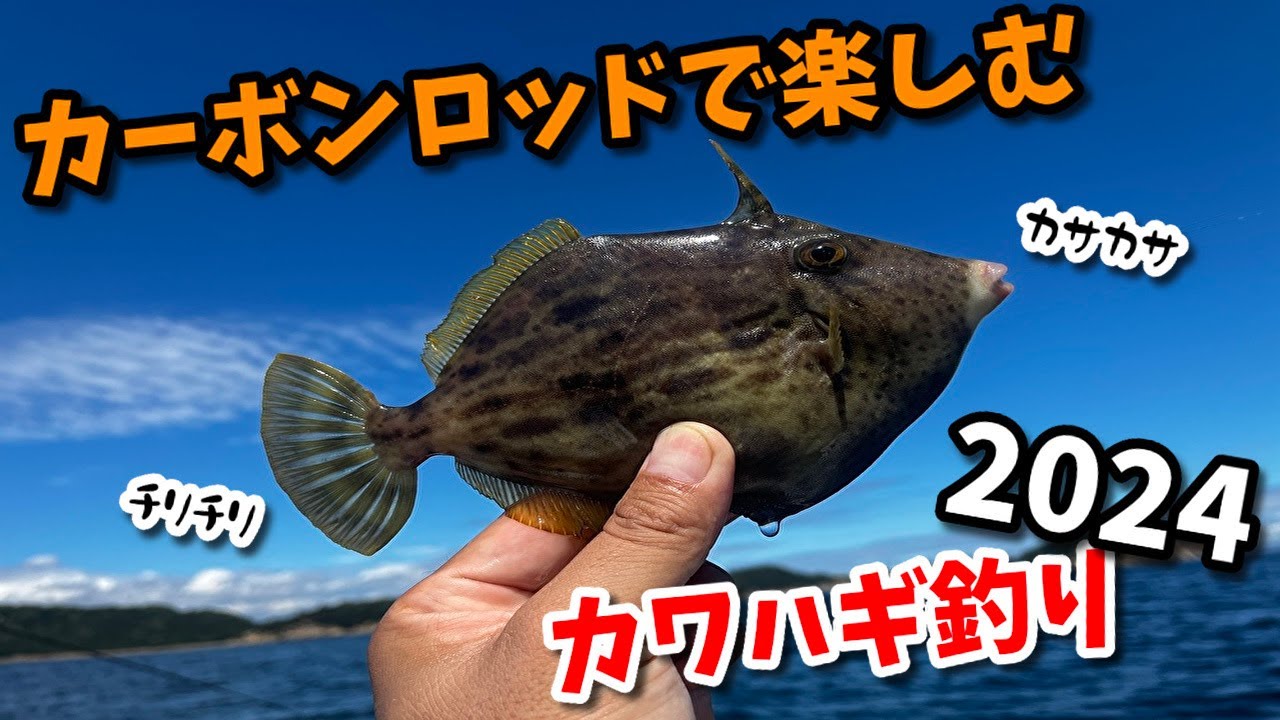 さかな〜 The 2024 filefish season has begun! Fishing for filefish in Kada