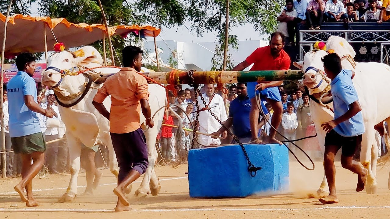 దేవుని పడకల్ సీనియర్స్ విభాగం బండలాగుడు పోటీలు 1వ జత-tcr bulls-devuni padakal seniors bulls race-ox