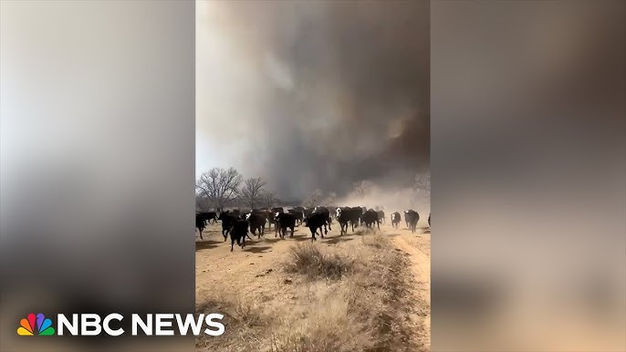 Watch Video Shows Cattle Running From Texas Wildfires