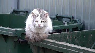 Hungry Cat Sitting On A Trash Can