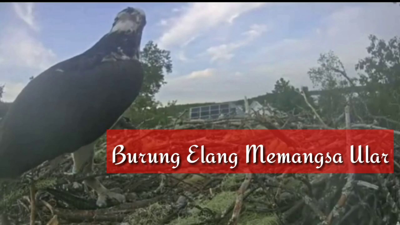 Burung Elang Memangsa Ular Hewan Pemangsa 