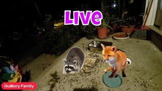 Wildlife And Feral Cat Cam Friday! 🦊🦝😻