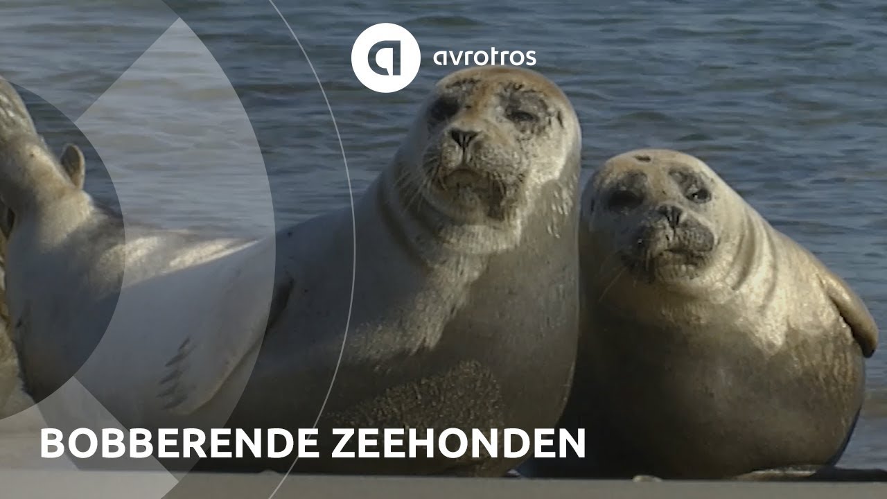 Wild in Nederland: bobberende zeehonden