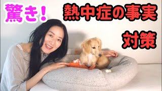 シニア犬の熱中症対策　知らなかった驚きの事実 How to Avoid Heat Stroke for Dogs