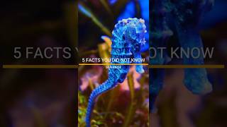FACTS YOU DID NOT KNOW ABOUT THE SEAHORSE. #seahorse