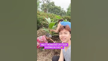 Mẹo trồng để có cây dừa lùn😎 #kenhhaikien #kenh2kien #kienvathem #giađìnhnhỏ #cuocsongoque #giadinh