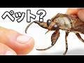 ペットにトービーターを飼った（超痛い）