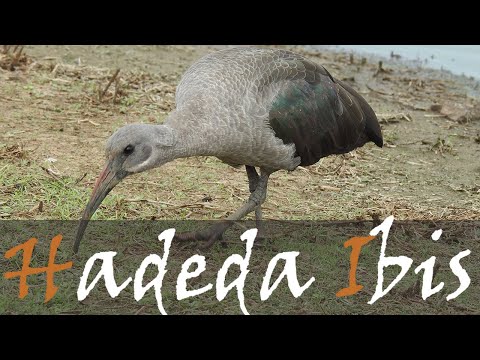 Hadada (Hadeda) Ibis Bird Call & Birding Video - Sunset Dam, Kruger Park | Stories Of The Kruger