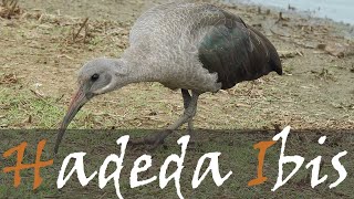 Hadada (Hadeda) Ibis Bird Call & Birding Video - Sunset Dam, Kruger Park | Stories Of The Kruger