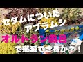 【検証！】セダムについてしまったアブラムシをオルトラン風呂で殲滅！！
