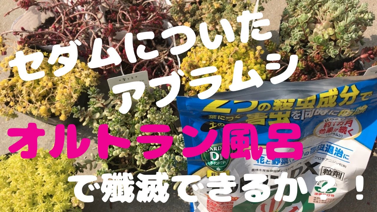 検証 セダムについてしまったアブラムシをオルトラン風呂で殲滅 Youtube 検証 セダムについてしまったアブラムシをオルトラン風呂で殲滅 Youtube