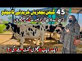 Heifers for sale in rustam dairy farm  pregnant heifers  imported heifer  pk janwar mandi 2024