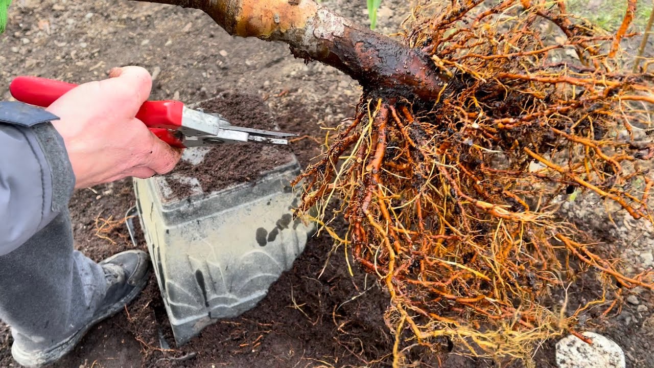 Pot Bound Apple Tree Repot & Root pruning