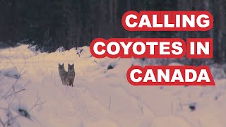 Calling in Coyotes in Alberta Canada