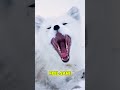 This Wild Arctic Fox Shouldn’t Be This Friendly