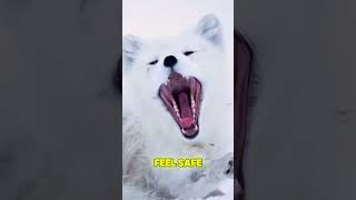 This Wild Arctic Fox Shouldn’t Be This Friendly