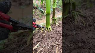 Beginner's Guide to Root Pruning