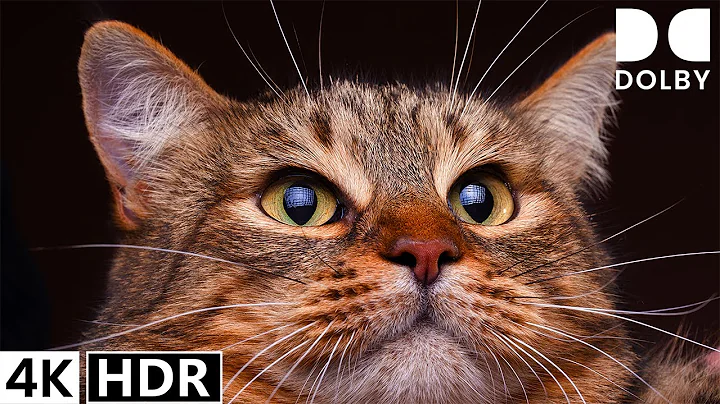 Watch the video about 4K HDR 60FPS Dolby Vision - The Most Advanced Animals Watching Experience Yet!