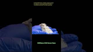 Colossal Biosciences, a biotech company pursuing de-extinction, announced it hatched 26 chicks in an