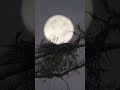 A heron nest takeover?
