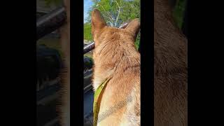 LOKi Watching the Neighbor&#39;s Cats - #dog #dogshorts #doglover #doglife #catdog