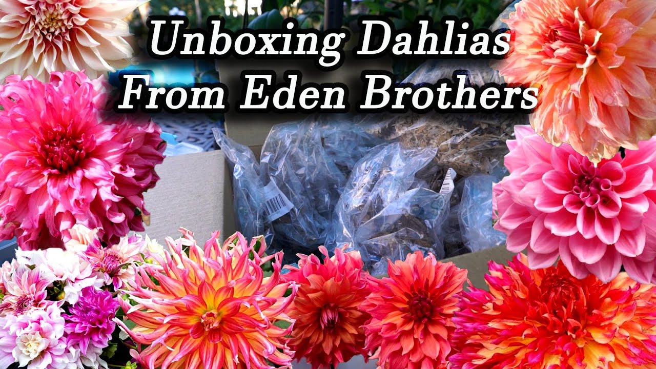 Unboxing Dahlias I'm Planting For 2021 From Eden Brothers I'm so far behind! YouTube