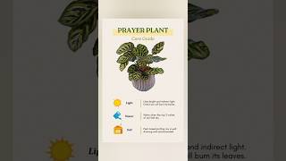 5 Easy Plant Care Tips Every Beginner Should Know 🌿 | Indoor Plant Care 5 Houseplant Care Tips Every Beginner Needs To Know