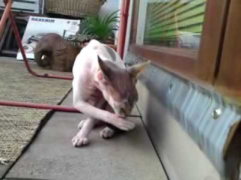 Terrassen-Noong, roof terrace- cat cleaning