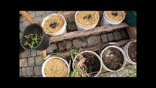 Cool Season Crop Update | Red Creole Onion Harvest