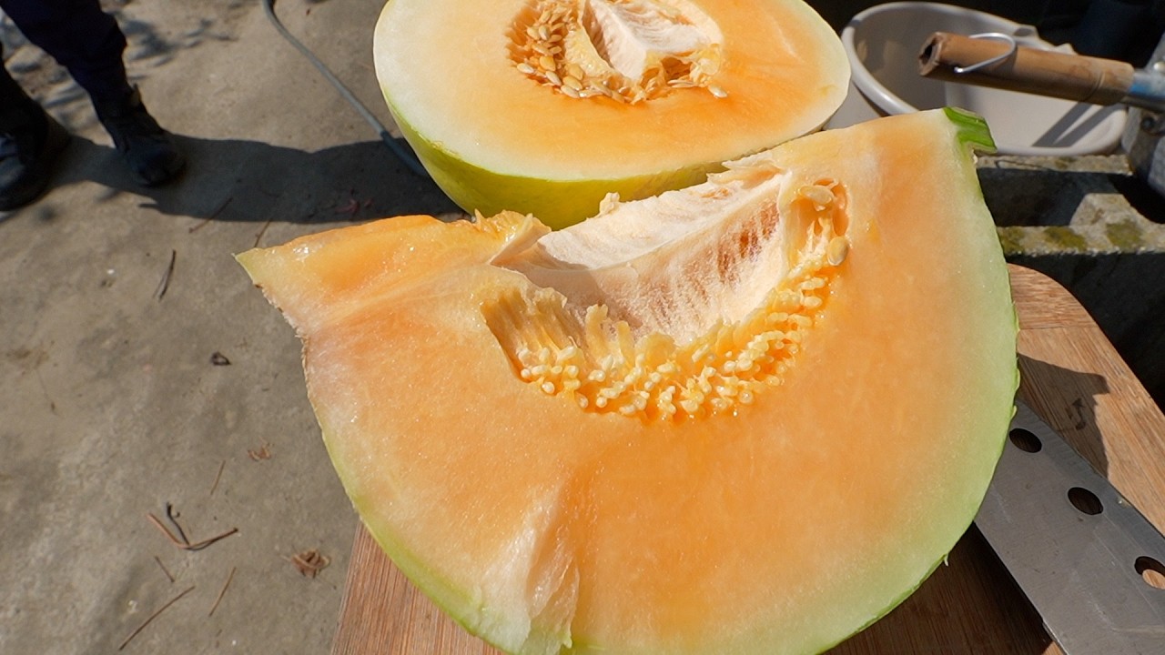 多分1番簡単に栽培できるメロンです　甘～いメロンが誰でも作れます【品種：キューピット】