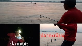 ตกปลาแม่น้ำโขง​ (ชิงหลิว​กลางวัน vs​ หน้าดินกลางคึน) ตอนไหนปลาเข้าดีกว่ากัน??