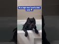 Who do this 😂 #funnyanimals #funnyvideo #funnymemes #animalloverforlife #labrador #pets #puppy #dog