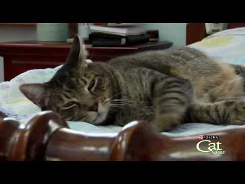 Housecat Housecall Webisode - Emory