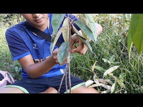 Video: Cara Memilih Tanaman Untuk Semaian