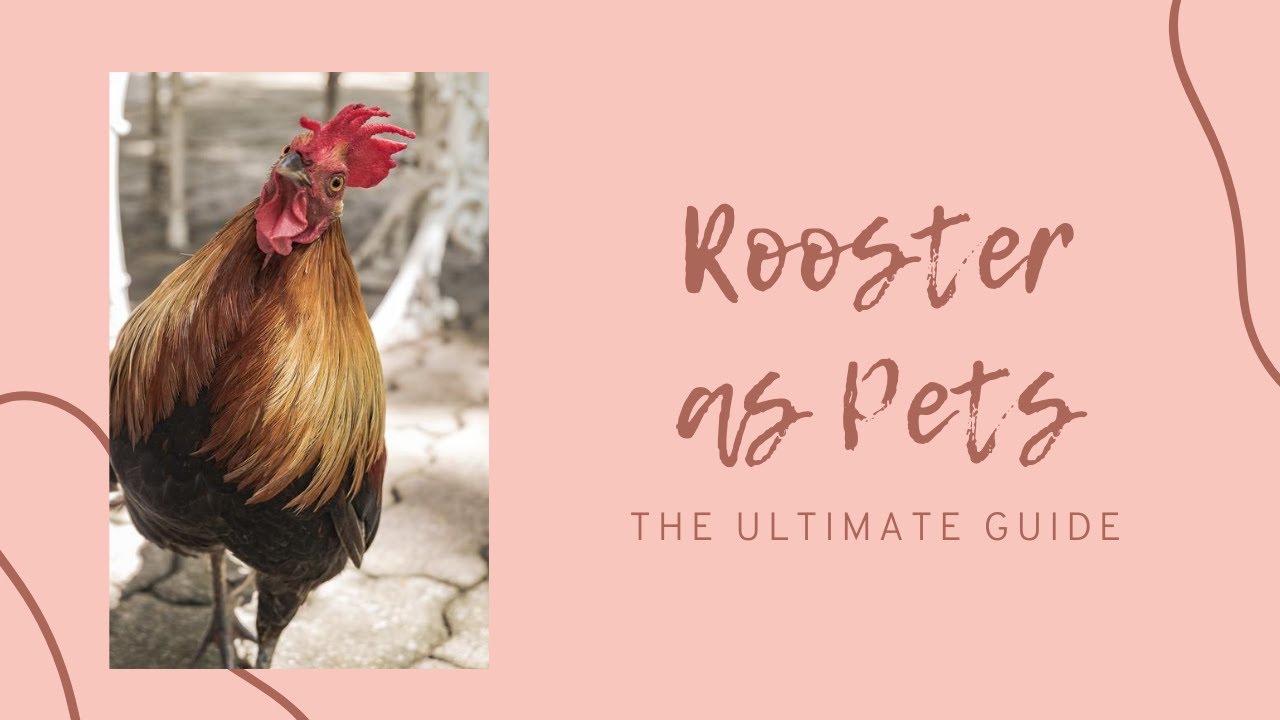 Roosters as Pets A Care Guide for Pet Roosters Purchasing, Care