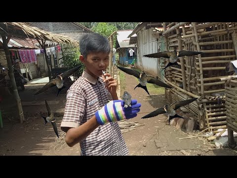 Video: Seberapa cepat burung layang-layang tanpa muatan terbang?