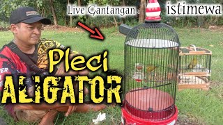 ISTIMEWA....!!! LIVE GANTANGAN PLECI  ALIGATOR  TAMPIL MEMPESONA || Solo Koloni