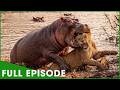 RIVER KINGDOM CLASH - Hippos Fight for Dominance (Full Episode) | Nature Animal Documentary