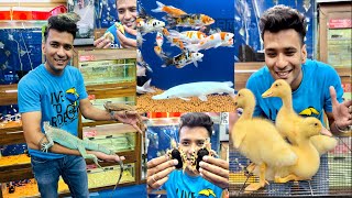 Turtles in India | Exotic Turtles | Karnataka Aquarium | Baby Ducks | Fancy Chickens