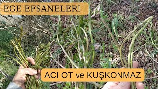 Ege Efsaneleri̇ ❤️, Acı Filiz , Yabani Kuşkonmaz, Asparagus Acutifolius, Kuşkonmaz, Tilkişen, Acı Ot
