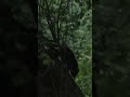 Coon encounter