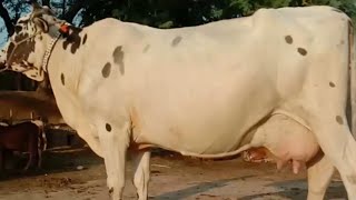 18 Liter Milk Cross Cow for sale by Javeed sab