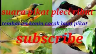 suara pikat konin ribut kombinasi sogon dan pleci paling ampuh terbukti