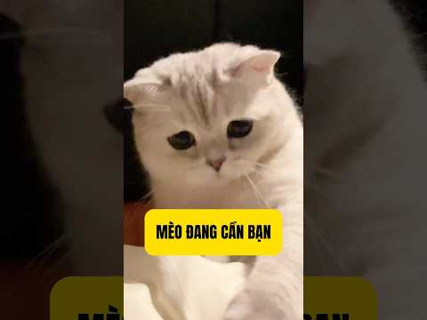 Dấu hiệu mèo đang cần bạn hơn bao giờ hết | Bác Sĩ Trung