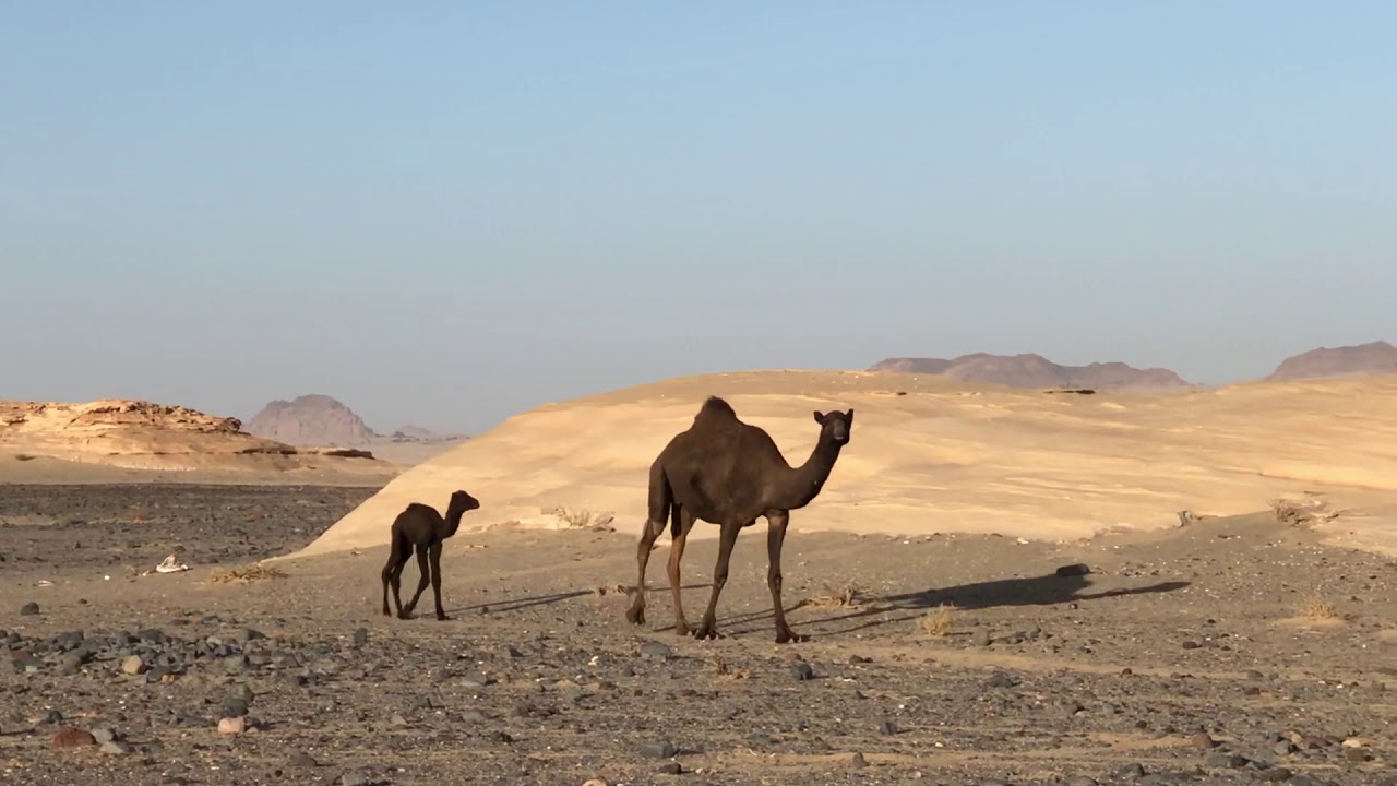 Camel Mother and her baby Calf
