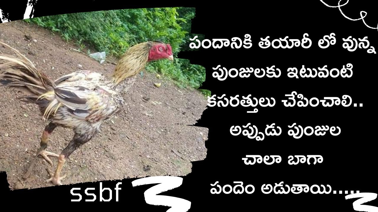 పందానికి తయారీ లో వున్న పుంజులకు ఇటువంటి కసరత్తులు చేపించాలి...మీరు కూడా ఇలాంటి #training ఇవ్వండి...