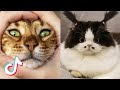 🤣Funny Cat Videos 2021🤣 🐱 It's time to LAUGH with Cat's life #3
