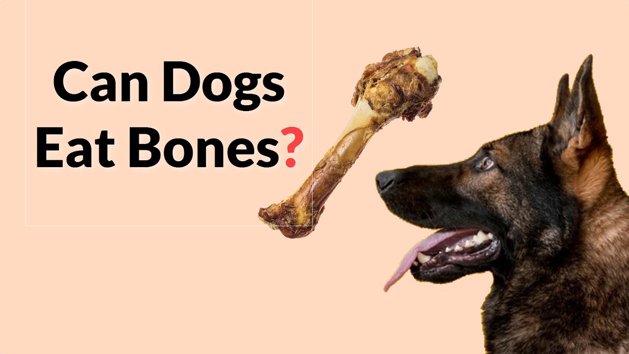 what-types-of-bones-can-dogs-eat-updated-august-2022-wikidoggia