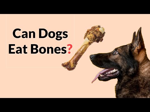 Video: Pot câinii să mănânce oase striate?